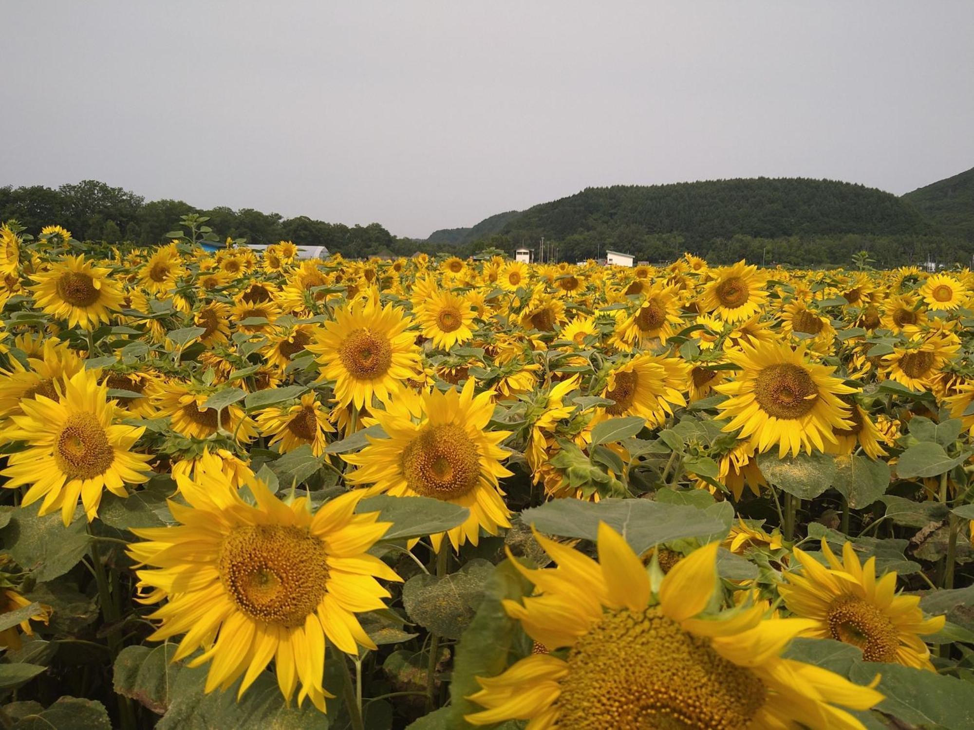 Sea Side Stay / Vacation Stay 1785 Abashiri Buitenkant foto